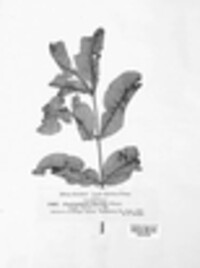 Fusicladium effusum image